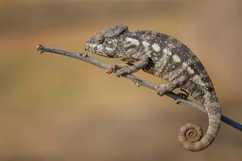 Kameleon Oustaleta Informacje: Obrazy, Temperament & Cechy