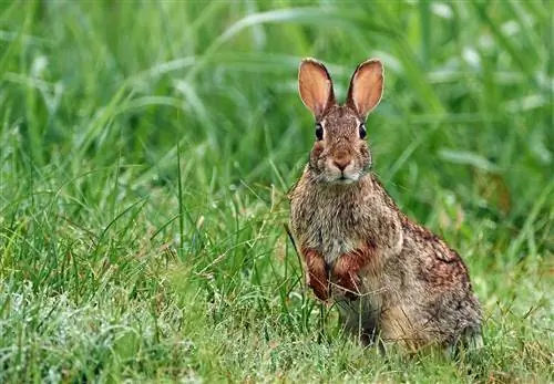 Eastern Cottontail Rabbit: Fakta, billeder, adfærd & Plejevejledning