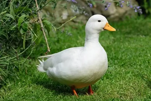 Call Duck: Info, Care Guide, & Traits (with Pictures)