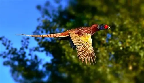 Fakta, Gambar dan Asal-usul Pheasant Berleher Cincin (Pheasant Biasa)