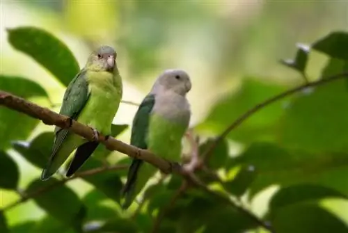 Grey-Headed Lovebird – Personality, Food & Խնամքի ուղեցույց (նկարներով)