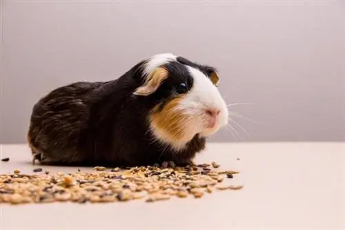 Els conillets d'índies poden menjar ametlles? Tot el que vols saber