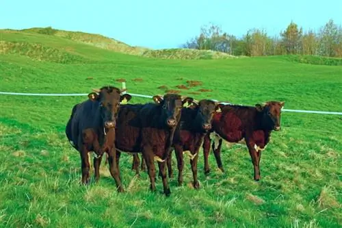 Gloucester Cattle Breed: feiten, gebruik, oorsprong & Kenmerken (met afbeeldingen)