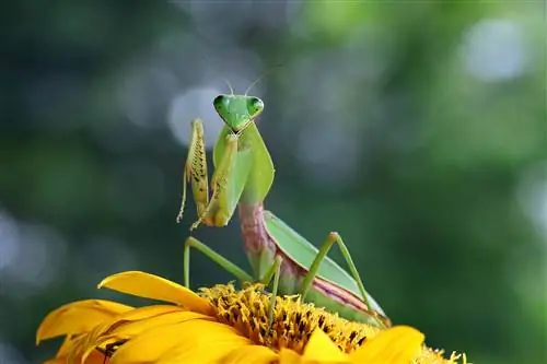 Giant Shield Mantis: მოვლის ფურცელი, სატანკო დაყენება, სურათები, დიეტა & მეტი