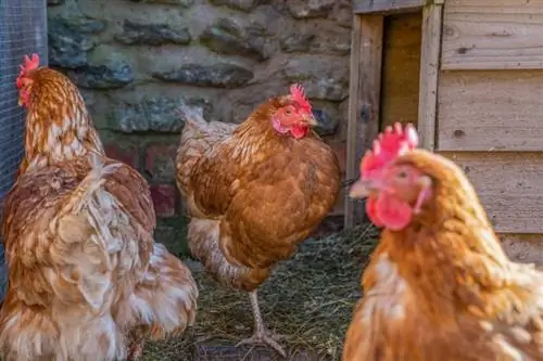 Red Ranger Chicken (Freedom Ranger): foto's, info, eigenschappen en verzorgingsgids
