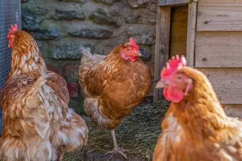 Red Ranger Chicken (Freedom Ranger): Obrázky, informace, vlastnosti a průvodce péčí