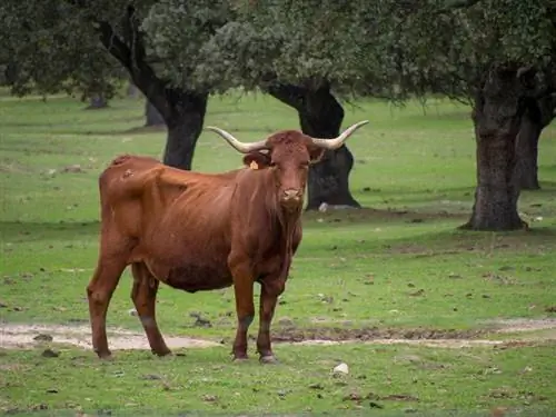 Retinta pasmina goveda: činjenice, upotreba, porijeklo & Karakteristike (sa slikama)