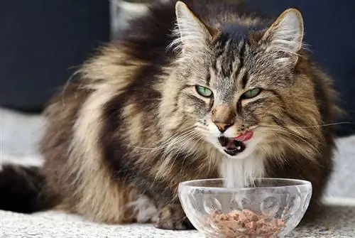 2023 में कनाडा में एलर्जी के लिए 10 सर्वश्रेष्ठ बिल्ली का खाना - समीक्षा & शीर्ष चयन