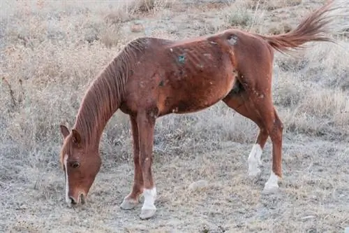 Rain Rot in Horses 101: Hoito ja ehkäisy