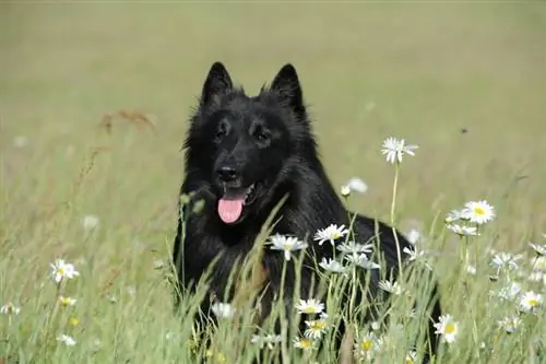 150'den Fazla Kız Köpek Adı: Eğlenceli, Vahşi & Harika Dişi Köpek Fikirleri