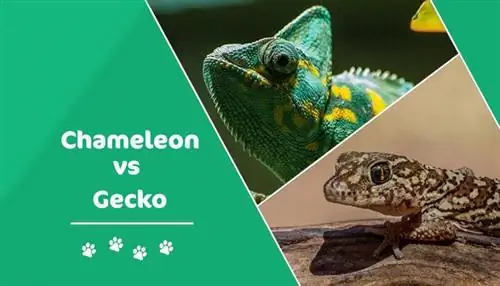 Gecko vs Chameleon: Vad är skillnaden? (Med bilder)
