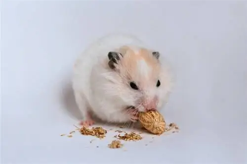 A mund të hanë hamsterët kikirikë? Gjithçka që dëshironi të dini