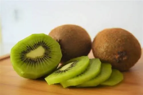Kan hamstrar äta kiwi? Vad du behöver veta