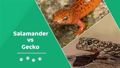 Gecko vs Salamandre : quelle est la différence ? (Avec des photos)