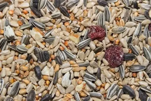 Kan hamstrar äta fågelmat? Vad du behöver veta