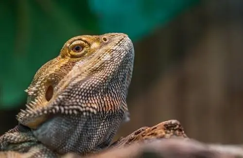 Spiegazione della brumazione del drago barbuto – Sintomi & Guida alla cura