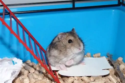 Hamsterlar asal yeyishi mumkinmi? Nimani bilishingiz kerak