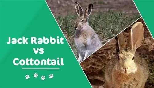 Jackrabbit vs Cottontail: ልዩነቱ ምንድን ነው? (ከፎቶዎች ጋር)