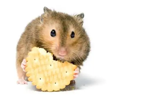 Mogu li hrčci jesti krekere? Što trebaš znati