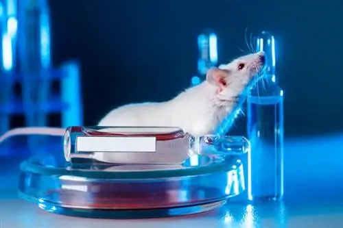 Albiinorotid: 18 hämmastavat fakti nende valgete rottide kohta