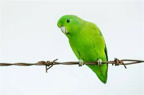 Mais de 100 nomes de papagaios: ideias para adoráveis mini papagaios