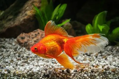Ryukin Goldfish: მოვლის გზამკვლევი, ჯიშები, სურათები & მეტი