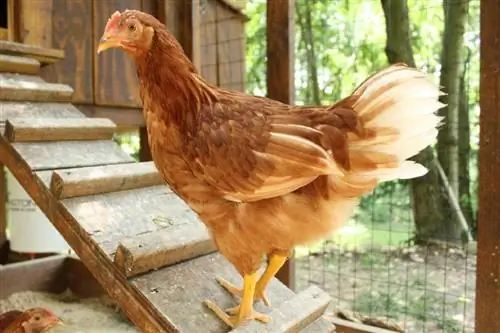 Golden Comet Chicken: foto's, info, eigenschappen en verzorgingsgids