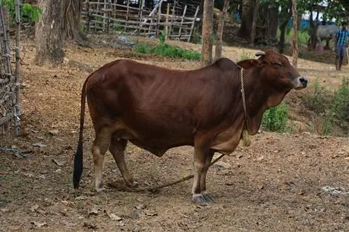 Sahiwal Cattle: Fakte, Uses, & Karakteristika (me foto)