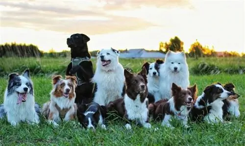 कुत्तों के लिए प्रजनन-पूर्व परीक्षण - कल्याण & स्वास्थ्य जांच