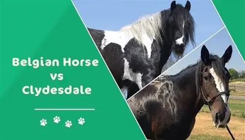 Belgijski konj proti Clydesdaleu: Kakšna je razlika?