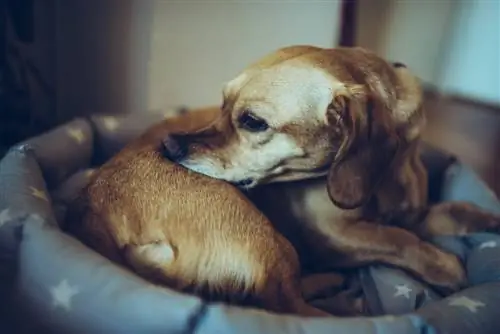 Punaises de lit et chiens : tout ce que vous devez savoir