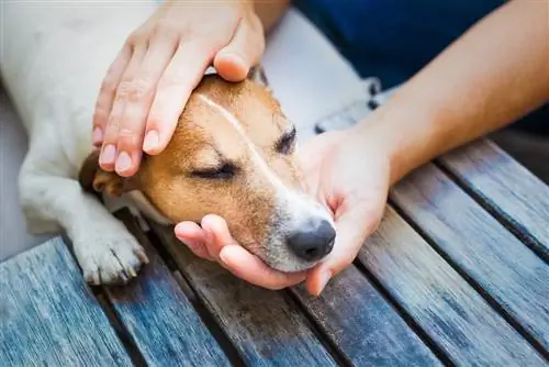 Cirela la câini: cauze, simptome & Tratament