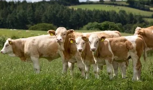 Simentalska pasmina goveda: činjenice, upotreba, porijeklo & Karakteristike (sa slikama)