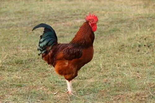 Cherry Egger piletina: informacije, osobine i vodič za njegu (sa slikama)