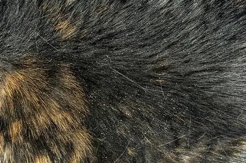 Les squames de chat peuvent-elles voyager à travers les évents ou les conduits d'aération ? La réponse surprenante