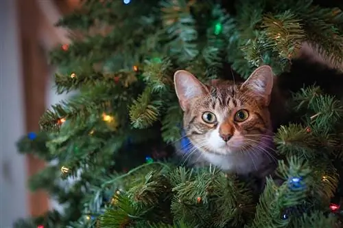 ต้นคริสต์มาสปลอมปลอดภัยสำหรับแมวของฉันไหม? 6 ความเสี่ยงที่อาจเกิดขึ้น