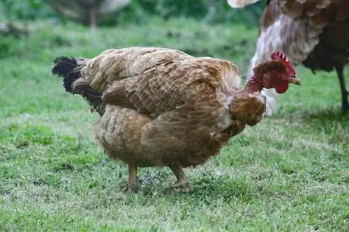 10 races de poulets les plus rares au monde (avec photos)