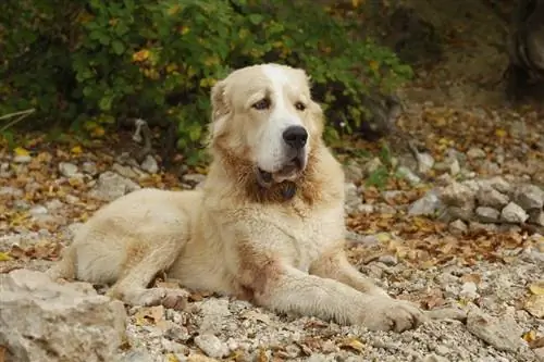 Köpeklerde Dirsek Displazisi – İşaretler & Tedaviler