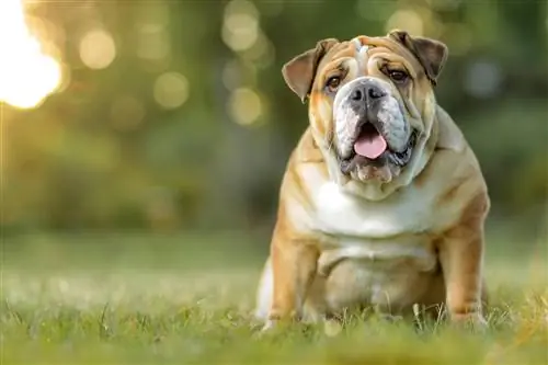 12 საუკეთესო საშუალო ზომის ძაღლების ჯიშები (სურათებით)