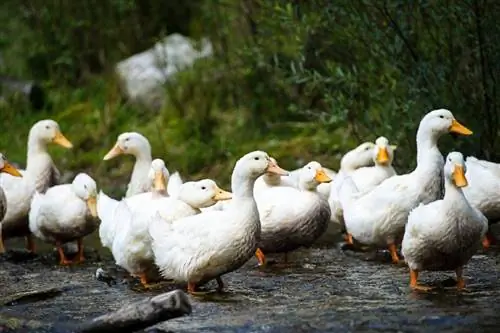 Os patos são bons animais de estimação? 8 coisas importantes a saber