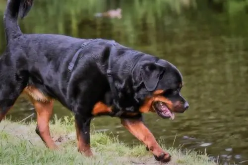 Tính khí Rottweiler & Đặc điểm tính cách: Chúng như thế nào?