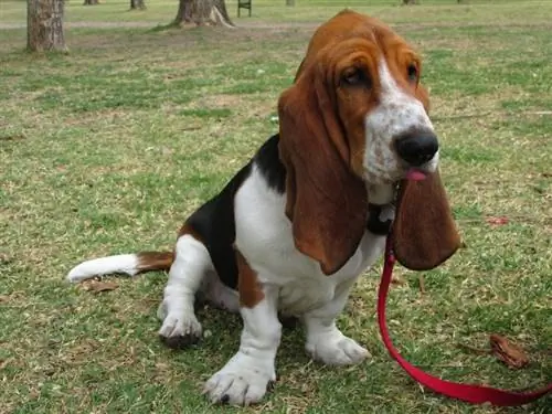 150+ Basset Houndin nimeä uudelle pennullesi