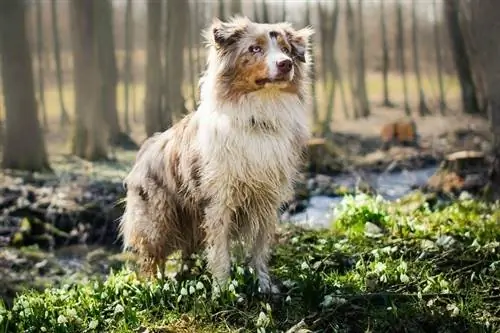 150+ namen van Australische herders (mannelijk & vrouwelijk)