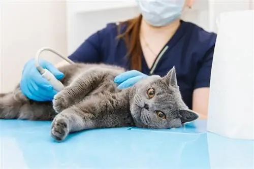 Asigurarea MetLife pentru animale de companie acoperă vizitele de urgență la veterinar?