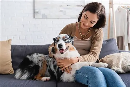 Stimmt es, dass australische Schäferhunde gerne kuscheln?