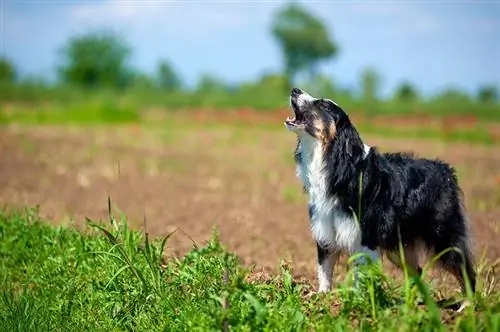 ทำไม Australian Shepherds ถึงหอน? 10 เหตุผลทั่วไป