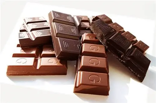 Vai cūkas var ēst šokolādi? Vai tas viņiem ir veselīgi?