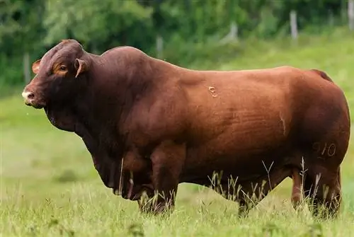 Santa Gertrudis-vee: feiten, oorsprong & Kenmerken (met afbeeldingen)