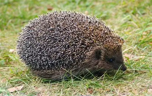 Amur Hedgehog: Info, Pictures, Care Guide & Traits