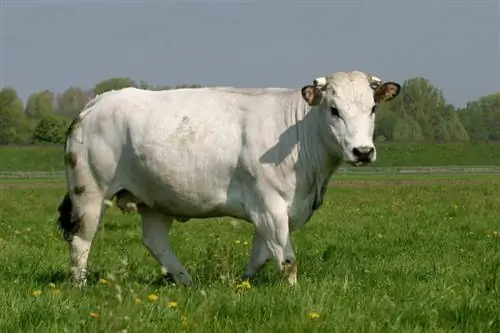 Порода крупного рогатого скота Кьянина: факты, использование, изображения, происхождение & Характеристики